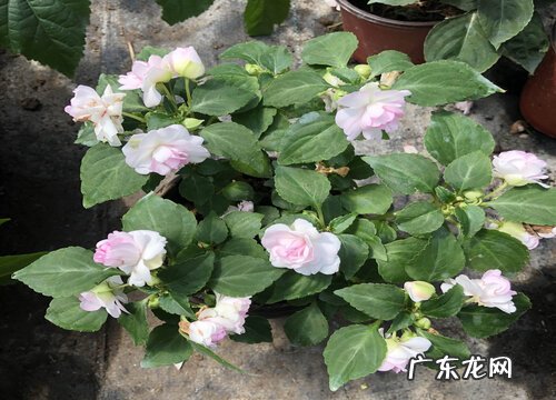 指甲花又叫什么名字