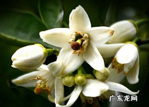 橘子花什么时候开花 在几月份开花