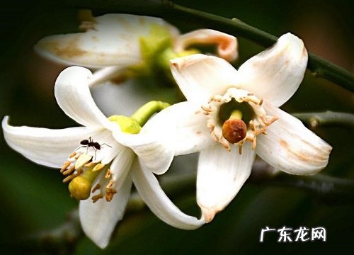 橘子花什么时候开花 在几月份开花