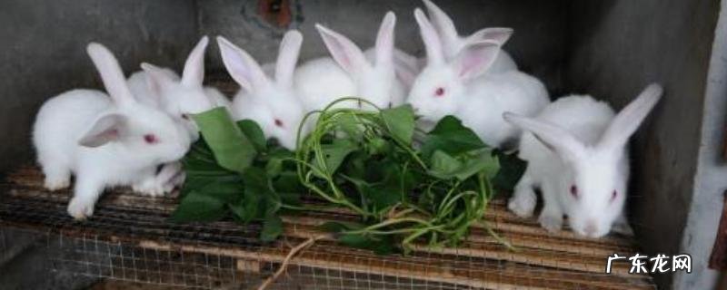 兔子地窝繁殖好处和弊端有哪些？地窝的形式