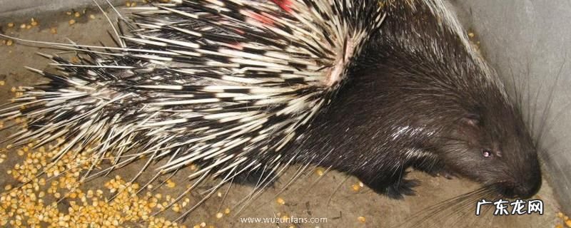 豪猪的繁殖管理的注意事项,种豪猪的选择