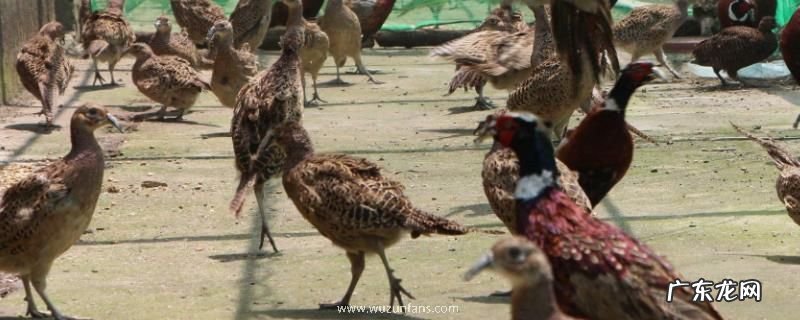 野鸡养殖场地消毒方式,怎样带鸡消毒