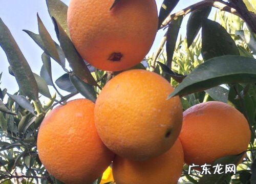 橙子树什么时候开花 一般几点钟开放