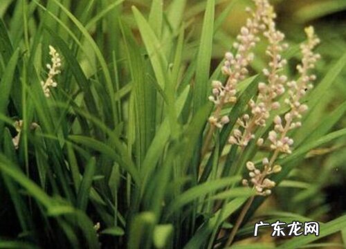 中草药麦冬的药用价值 麦冬的功效与作用及食用方法