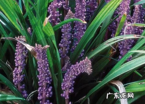 中草药麦冬的药用价值 麦冬的功效与作用及食用方法