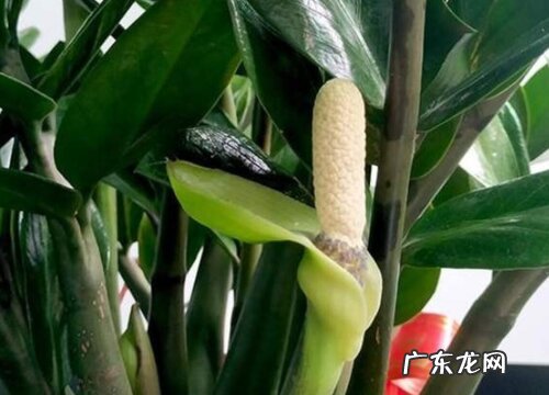 金钱树什么时候开花 开花的寓意