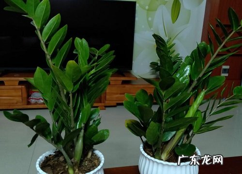 金钱树什么时候开花 开花的寓意