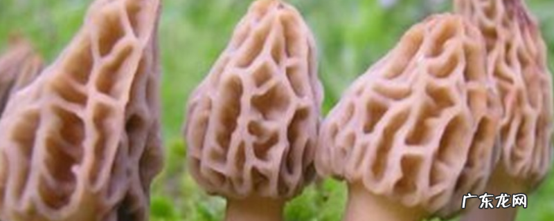 羊肚菌真的有毒吗？附营养价值和吃法