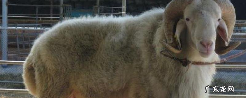 小尾寒羊一年产几窝羊羔?小尾寒羊的发情期