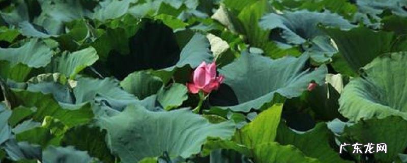 藕田施肥技巧及注意事项,附施肥时间