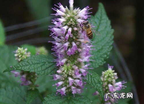 紫苏会开花吗 开的花是什么样子的
