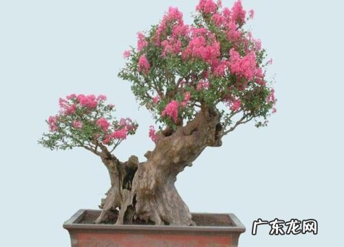 紫薇树什么时候开花 开花季节是几月份