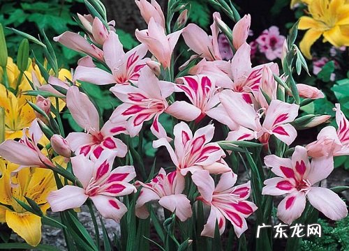 唐菖蒲什么时候开花 一年开几次花