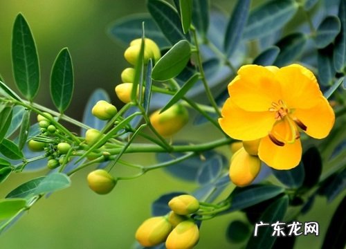 黄花槐什么时候开花 开放时间几月份