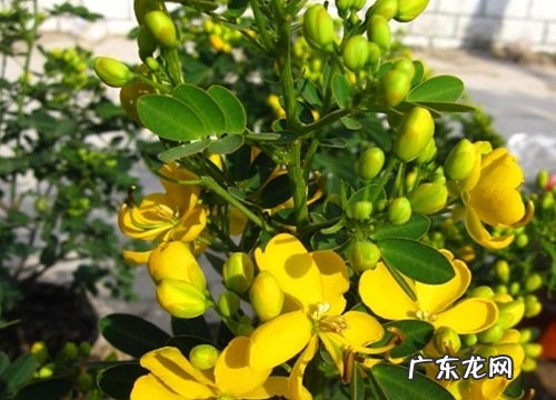 黄花槐什么时候开花 开放时间几月份