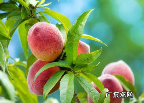 桃树什么时候开花结果