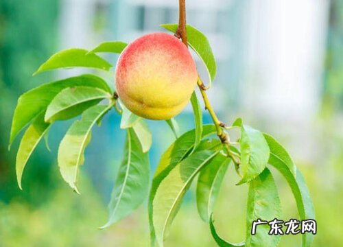 桃树什么时候开花结果