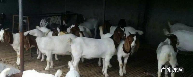 波尔山羊代系由来,如何选择波尔山羊品种来培养