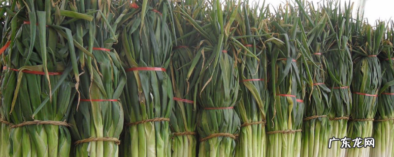 大葱高产的原因,具体如何栽种