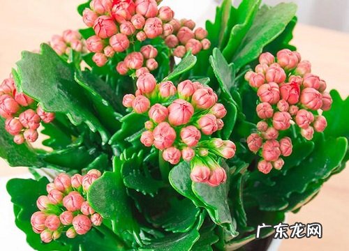 冬天室外养的花卉有哪些