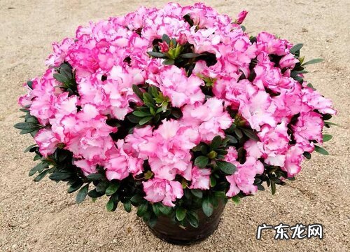 冬天室外养的花卉有哪些