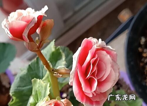 冬天室外养的花卉有哪些