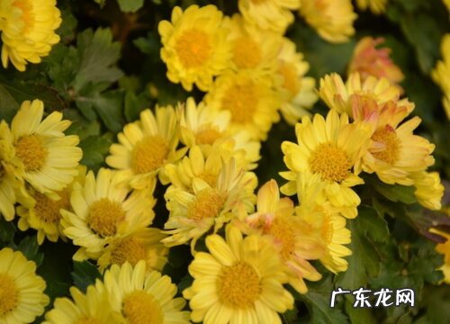 千头菊什么时候开花 一般几月份开花