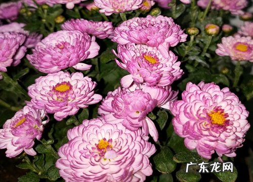 千头菊什么时候开花 一般几月份开花