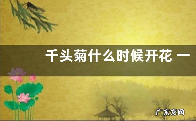 千头菊什么时候开花 一般几月份开花