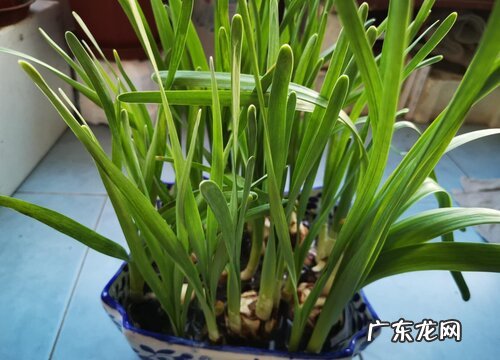 芳香类花卉有哪些