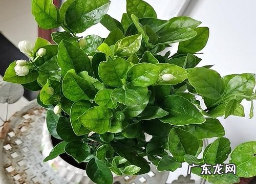 芳香类花卉有哪些