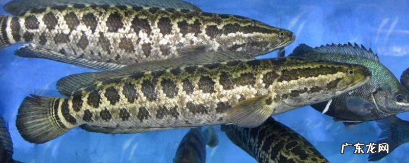 黑鱼吃什么食物,附捕食习性