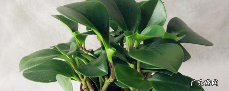 豆瓣绿怎么繁殖?分别详细介绍