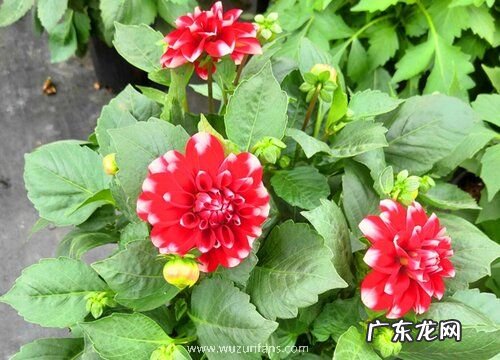 小丽花什么时候开花 在什么季节开放