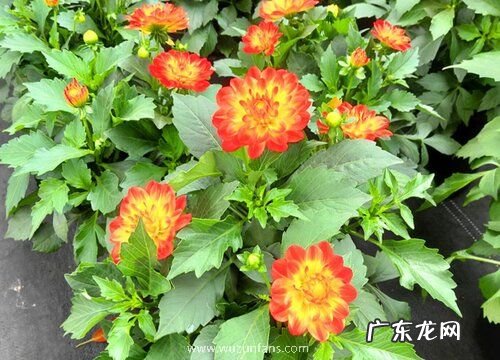 小丽花什么时候开花 在什么季节开放