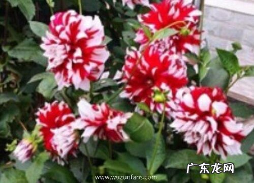 小丽花什么时候开花 在什么季节开放