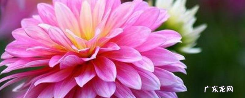 大丽菊什么时候开花?不开花怎么办