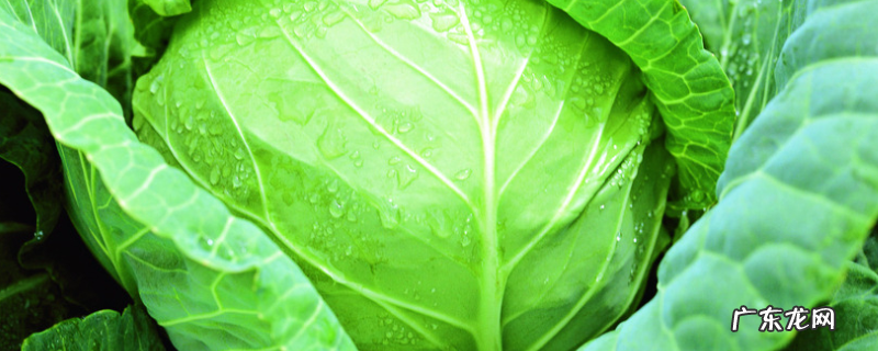 甘蓝种子价格及种植方法,附病虫害防治