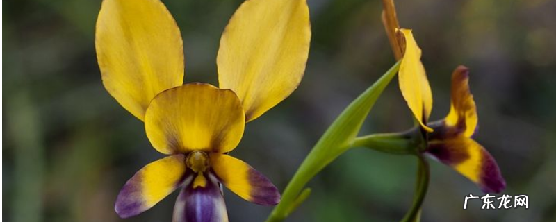 兰花叶枯病用什么药?发生症状和发生规律如何