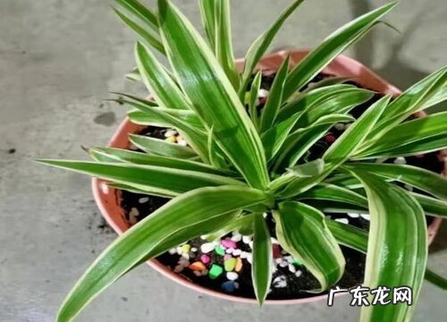 吊兰可以扦插吗