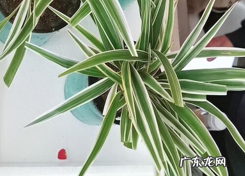 吊兰可以扦插吗