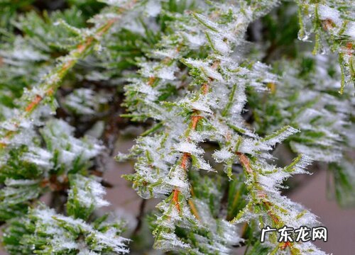 雪松开花吗 花是什么样子