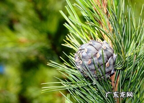 雪松开花吗 花是什么样子
