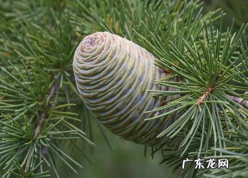 雪松开花吗 花是什么样子