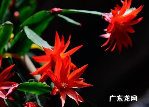 蟹脚兰什么时候开花 开花花期多长时间