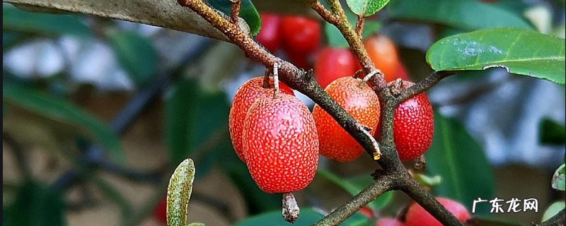 羊奶果的学名是什么,羊奶果树长什么样子