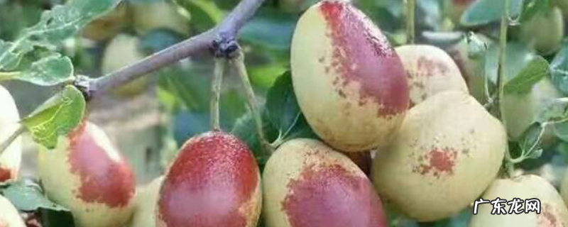 枣树修剪技术，注意这四方面