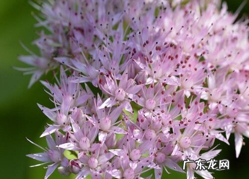 八宝景天什么时候开花 一般开花时间几月份