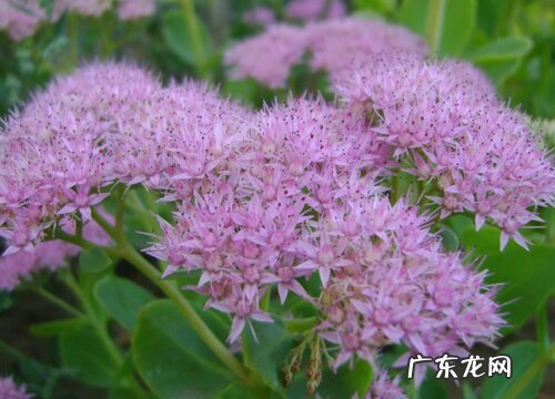 八宝景天什么时候开花 一般开花时间几月份