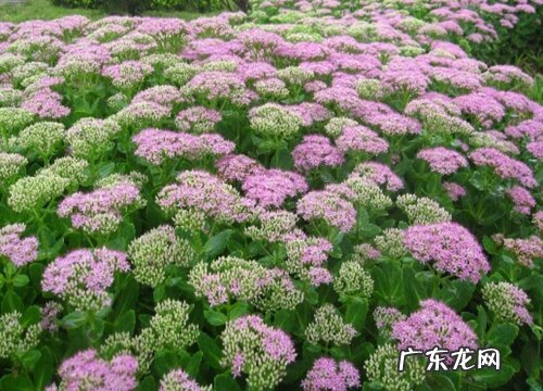 八宝景天什么时候开花 一般开花时间几月份